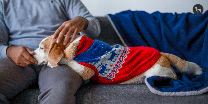 dog apparel for every weather condition